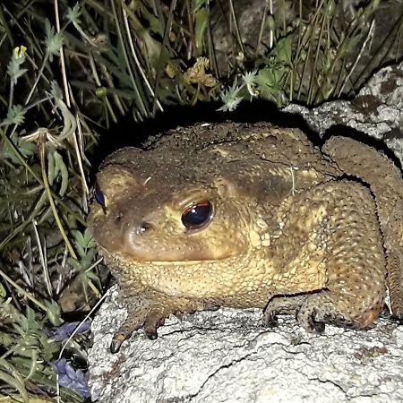 Apartamentos Rurales Ecopangea Valverde de la Vera Zewnętrze zdjęcie