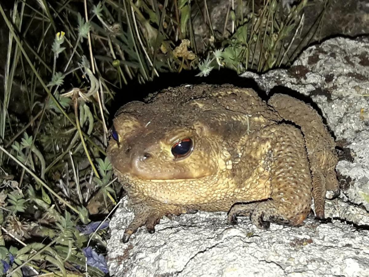 Apartamentos Rurales Ecopangea Valverde de la Vera Zewnętrze zdjęcie