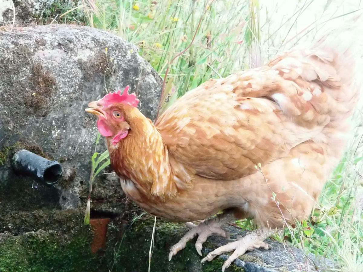 Apartamentos Rurales Ecopangea Valverde de la Vera Zewnętrze zdjęcie